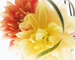 Tapeta Nature Flowers 527.jpg